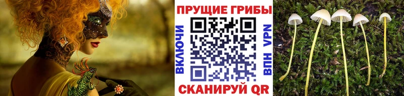Псилоцибиновые грибы прущие грибы  Новоульяновск 